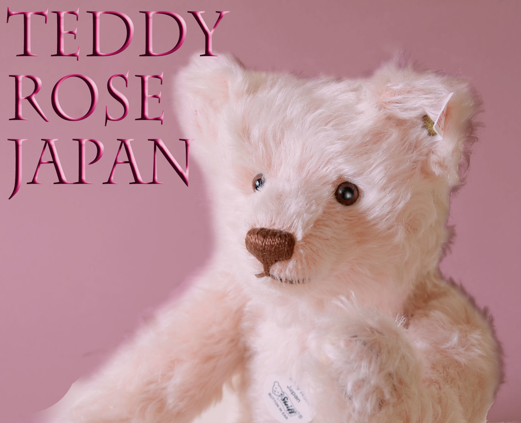 お家が決まりました。シュタイフ 日本限定 テディローズ・ジャパン Steiff Japan limited Teddy Rose Japan:  Cochi.ka.ka (東風・か・か）テディベアシュタイフ